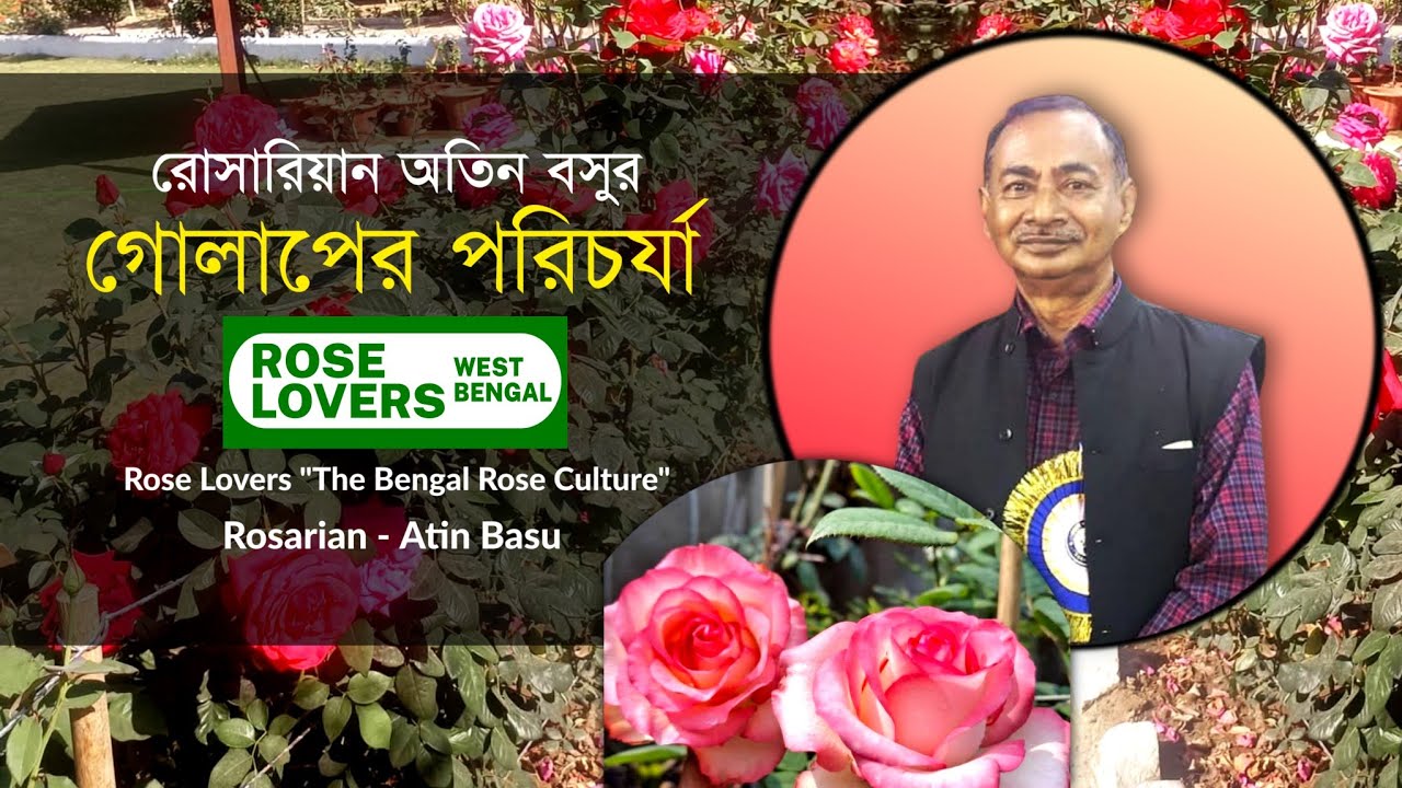 Rose Plant Care | Atin Basu | Rose Lovers - The Bengal Rose Culture | #rose #shorts #urbangardening