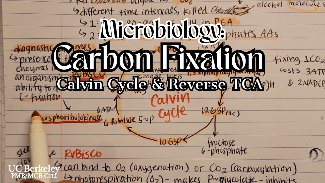 Carbon Fixation Notes