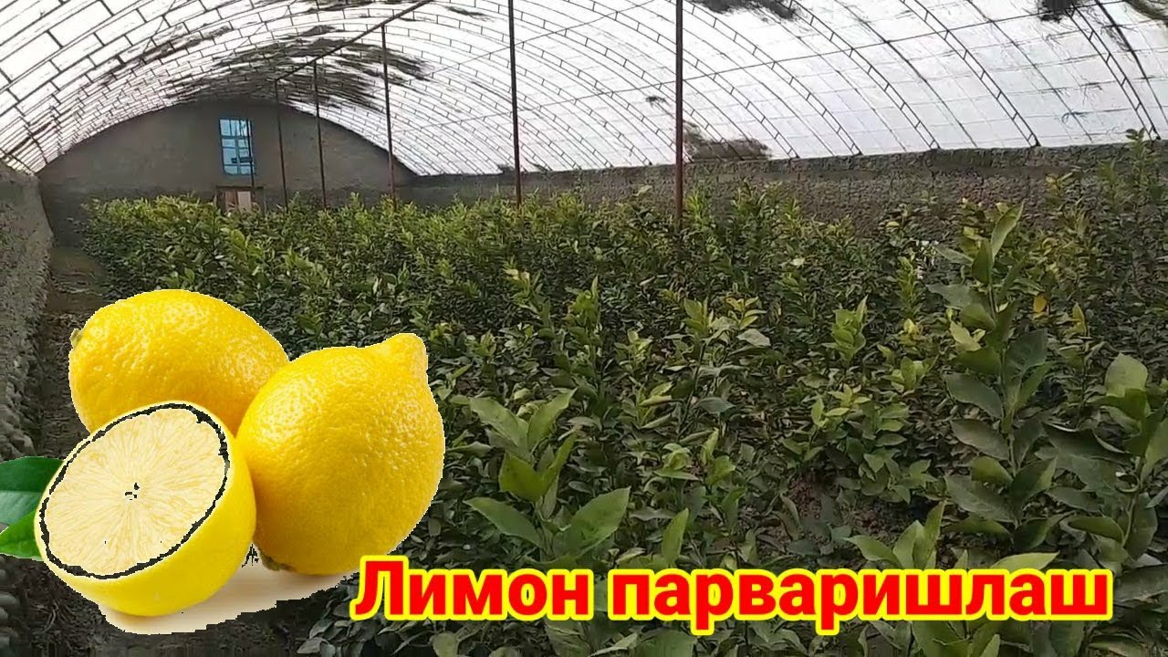 Togri parvarish qilingan Limon. Foydali maslahat Master Klass