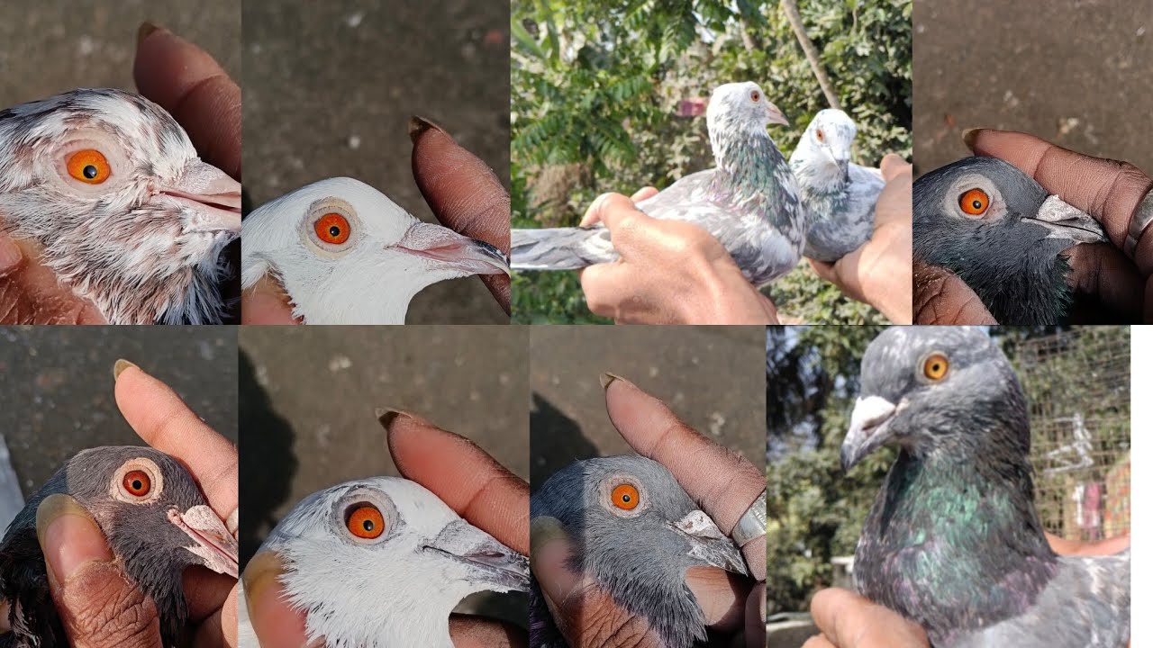 1500 te মাদ্রাজ জোড়া#pigeon #indianpegion #viral 