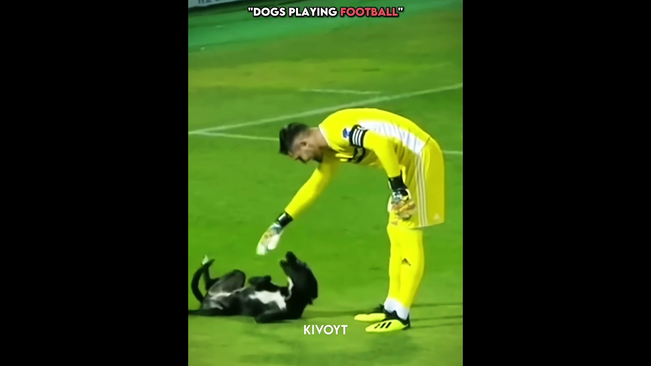 Dogs playing football vs cat 😼 #animals #trollface #skulledit #usa