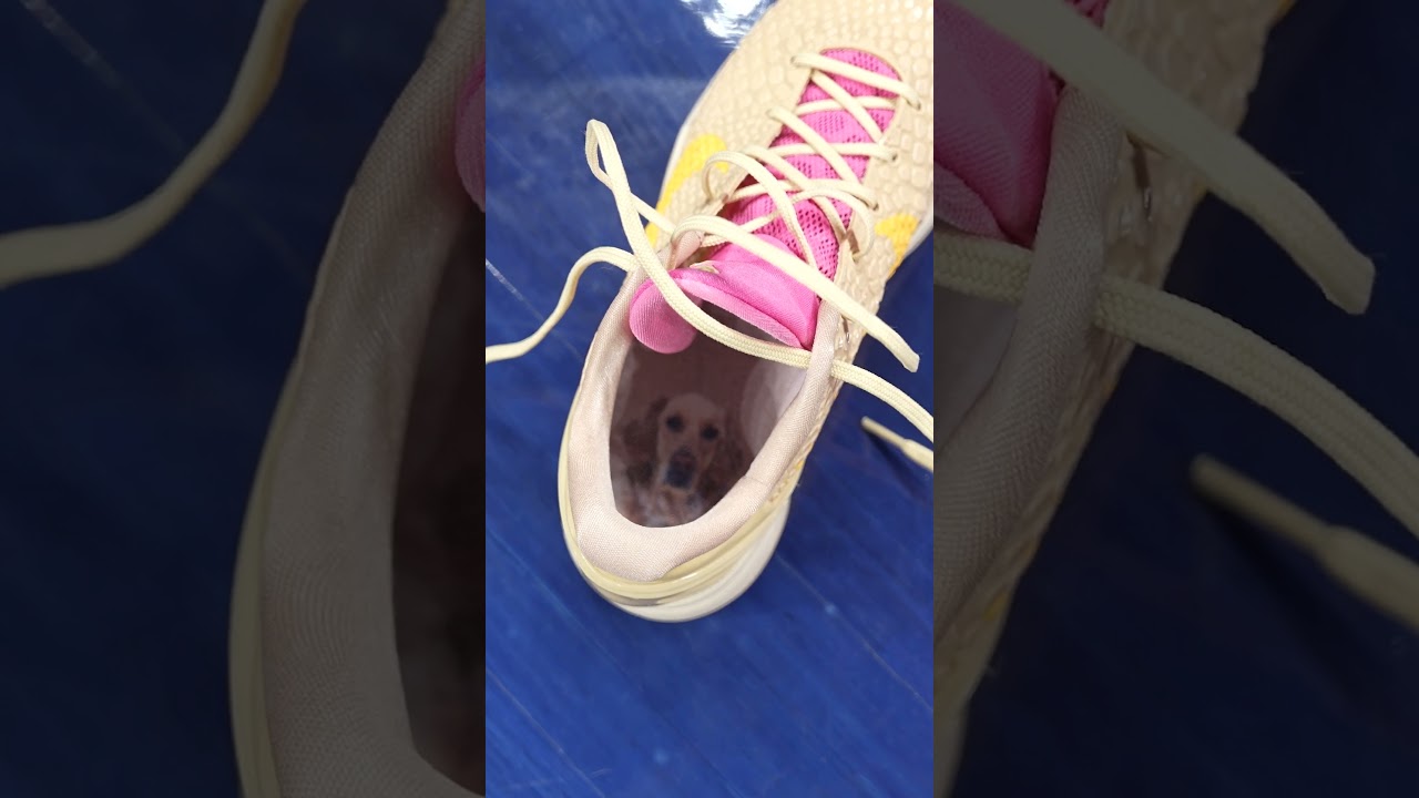 All the Details of Caitlin Clark's Nike Protro PE's 