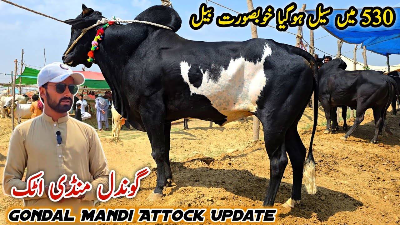 Gondal Mandi Attock Latest Update 20 May 2025 | Naseeb Ka Soda | Bhatta Chowk Mandi