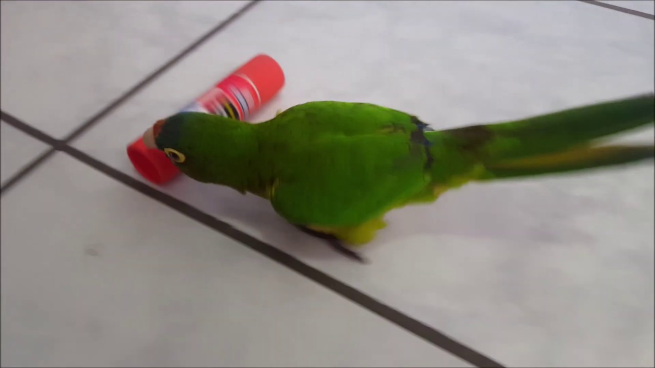 Pericos atacando