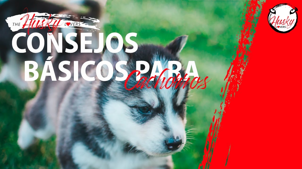 5 consejos básicos al adquirir un cachorro Husky