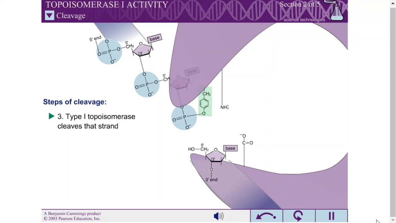 TOPOISOMERASE I ACTIVITY