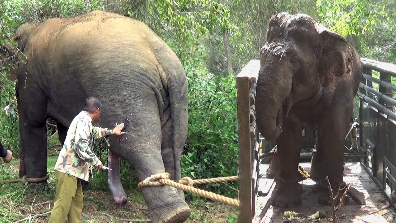 Successfully Trans locating An Aggressive Elephant !