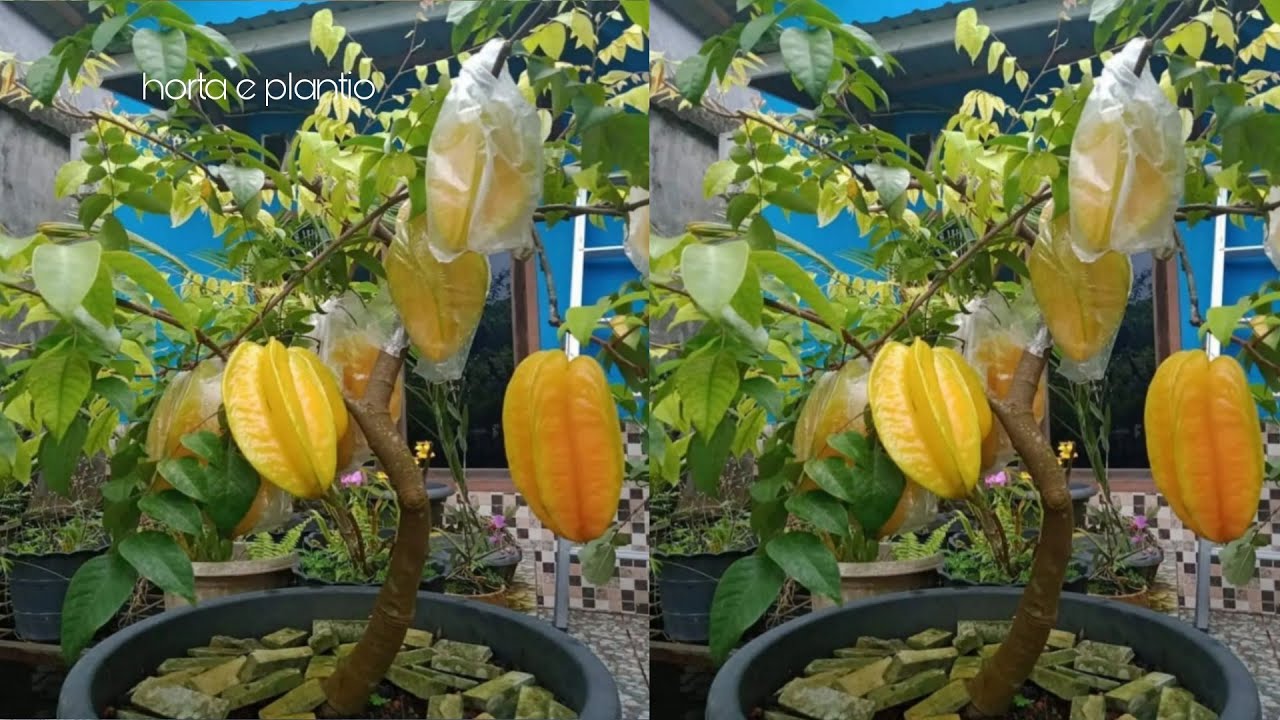 como fazer a estaquia da carambola em apenas 1 minuto