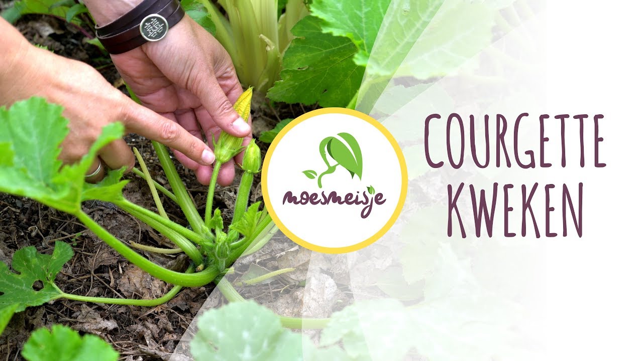 Courgette kweken | Courgette zaaien
