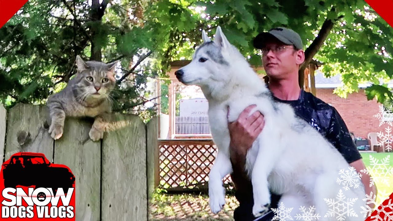 Cat Invades the Husky Yard