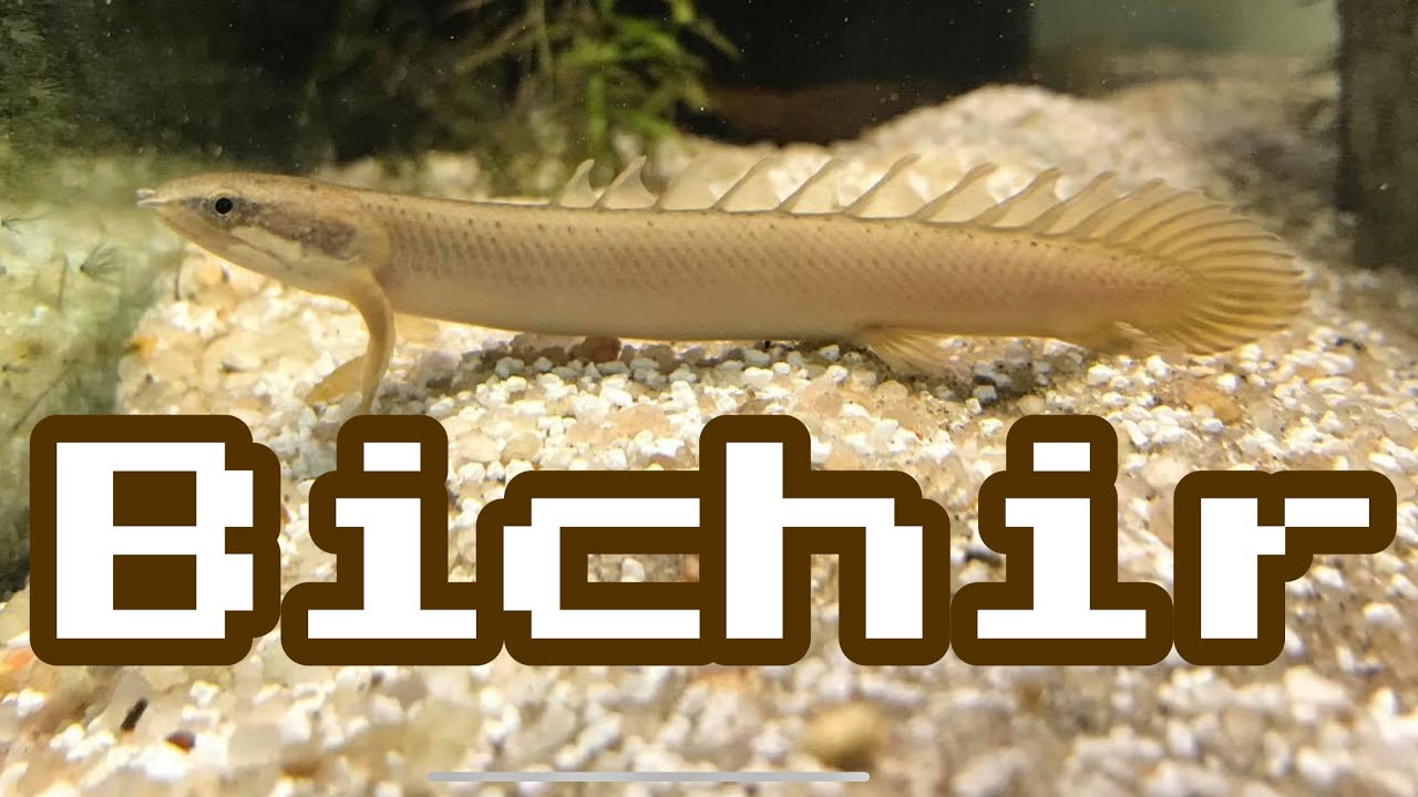 Bichir Fish Tanks Aren’t for Me