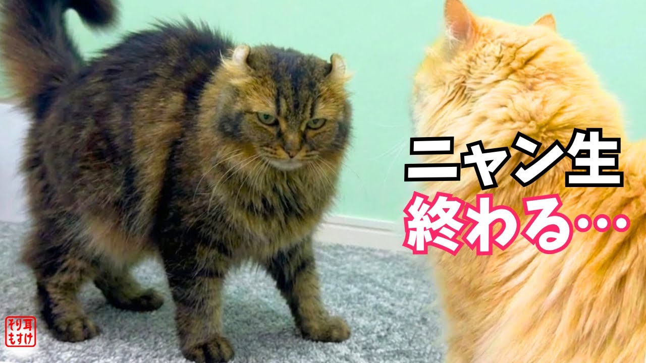 衝撃…ガチギレしたママが娘をボコボコに…その理由が可愛すぎたw