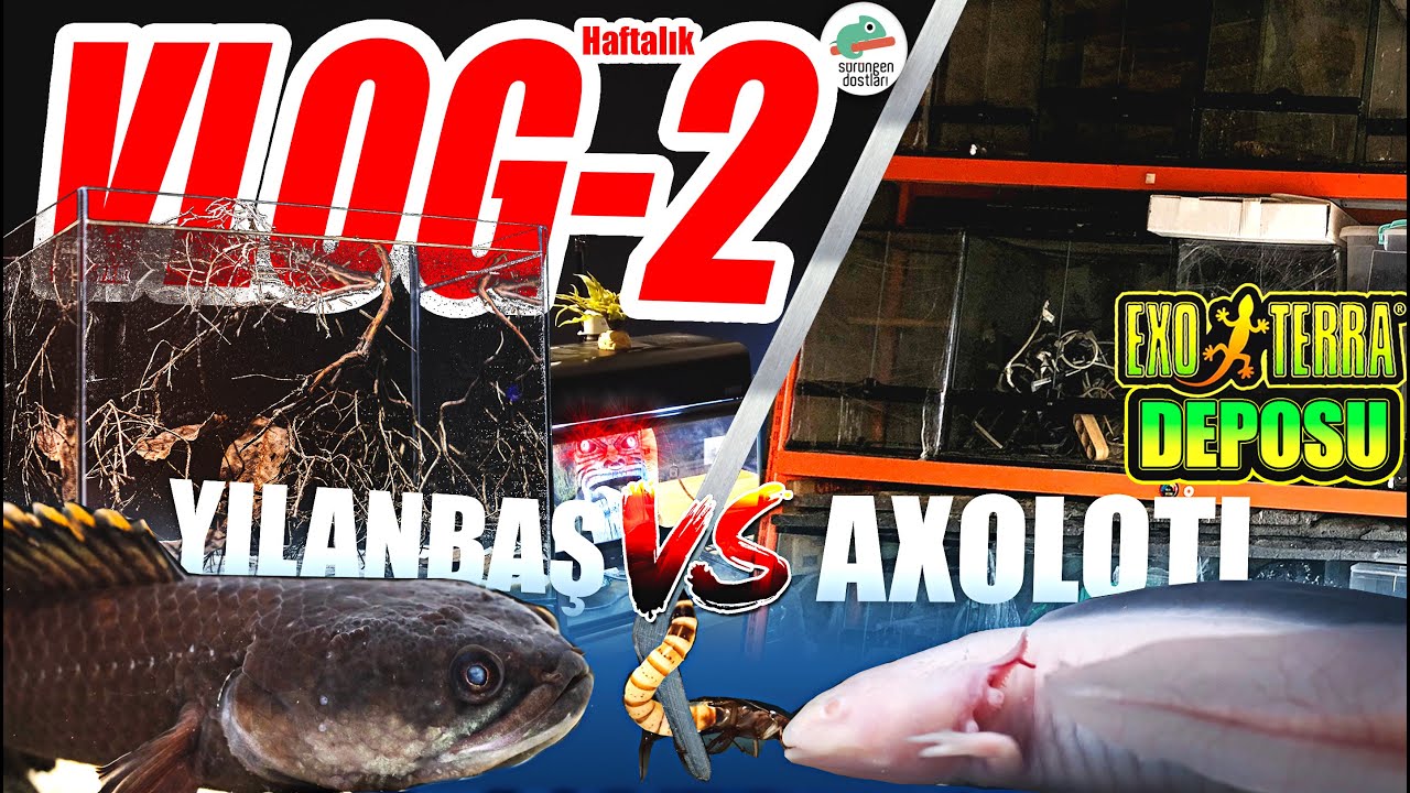 Haftalık Vlog 2 - Channa vs Axolotl, Exo Terra Deposu, Biyotop ve Daha Fazlası