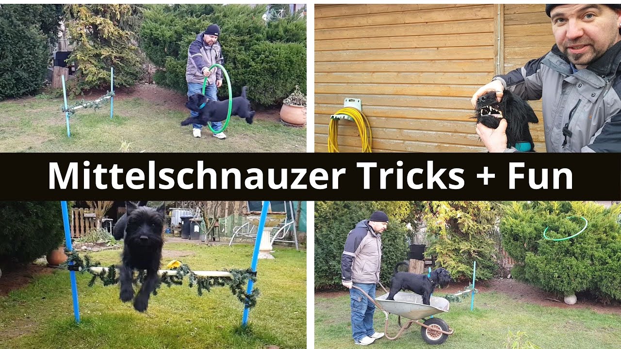 Mittelschnauzer Tricks + Fun