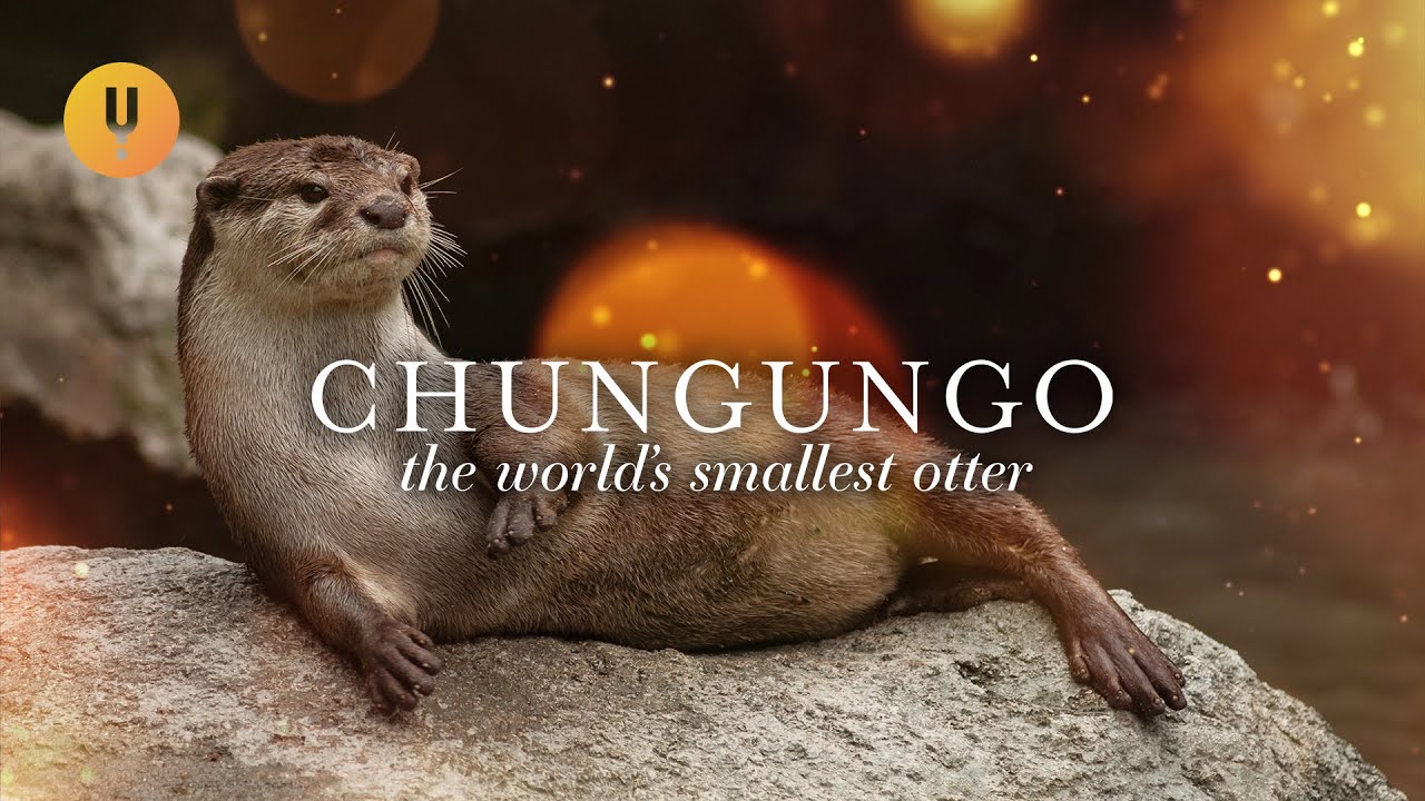 The Mysterious Life of the World's Smallest Otter