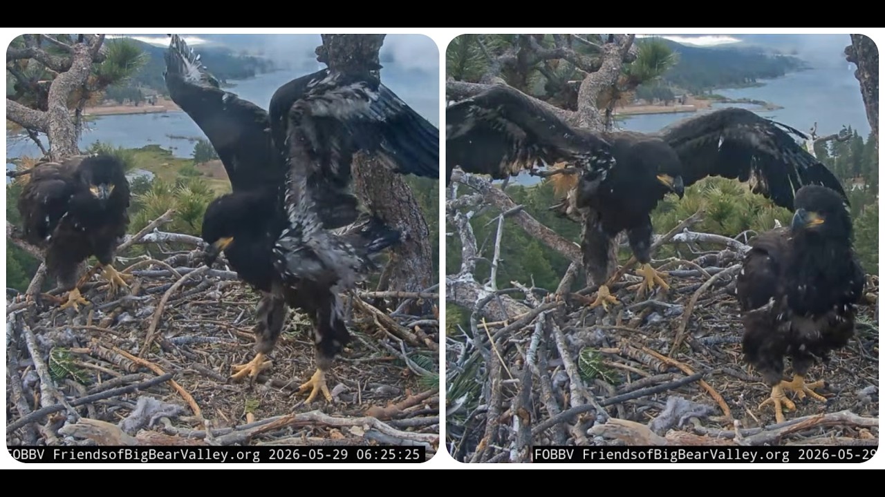 Sandy and Luna dance in the nest, Shadow brings a fish for breakfast 29.05.2026 @FOBBVCAM