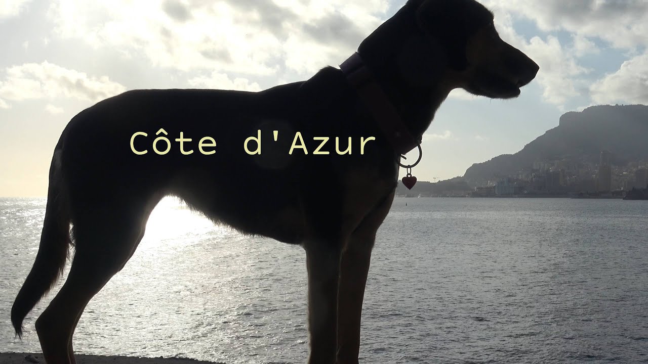 Divagation d'un chien sur la Côte d'Azur