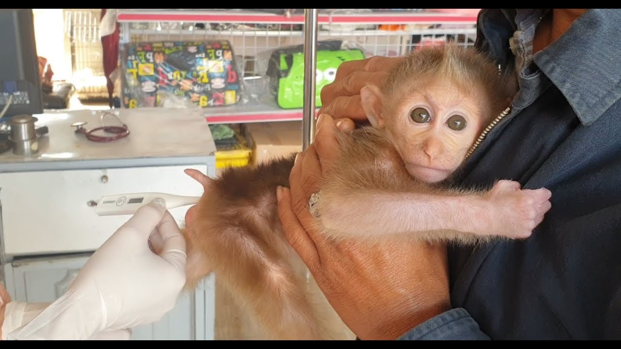 Monkey Na Visits The Vet For The First Time