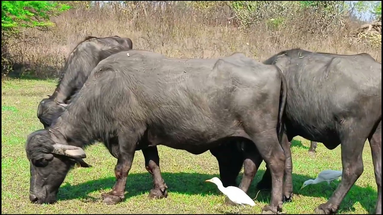 Buffalo grazing in the open field.#ભેંસો.# પશુપાલન # વિડિયો