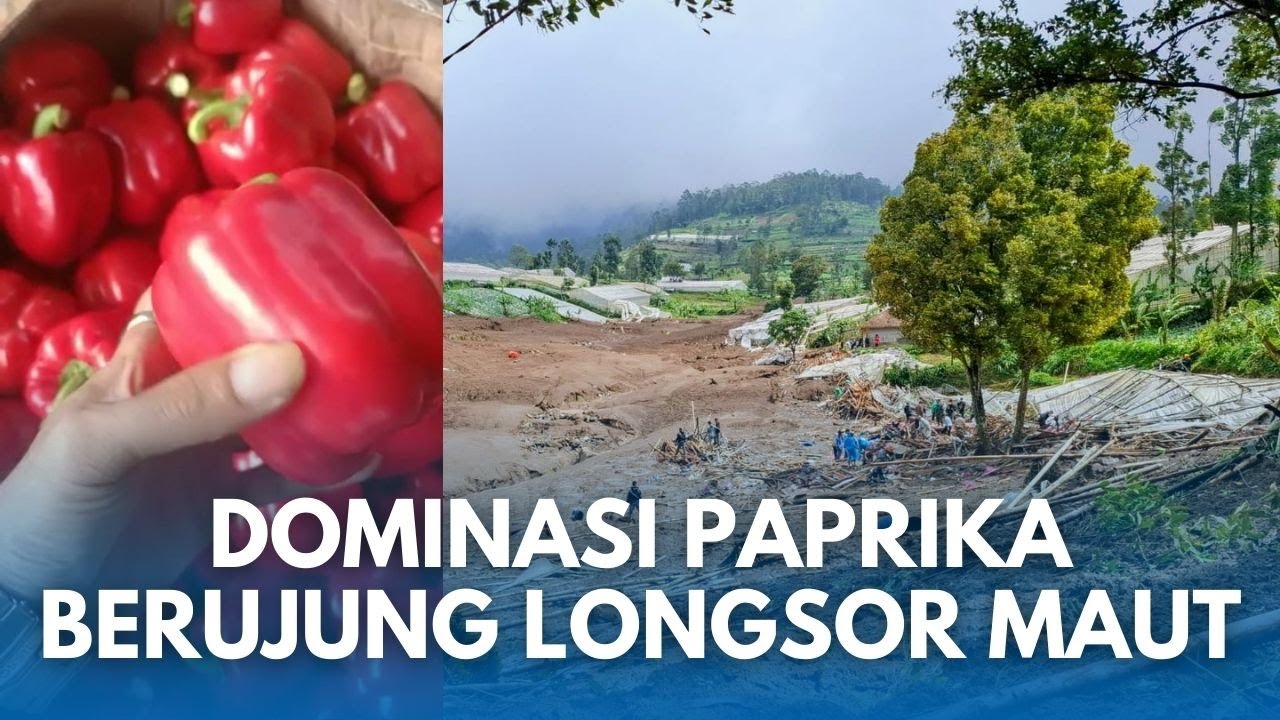 TKP LONGSOR Maut Cisarua Bandung Barat Penghasil Paprika Terbesar di Jabar, Kini Hancur!