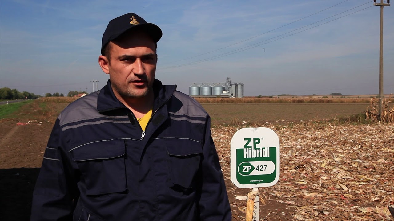 ZP HIBRIDI - Iznenađujuće dobri prinosi uprkos lošim uslovima