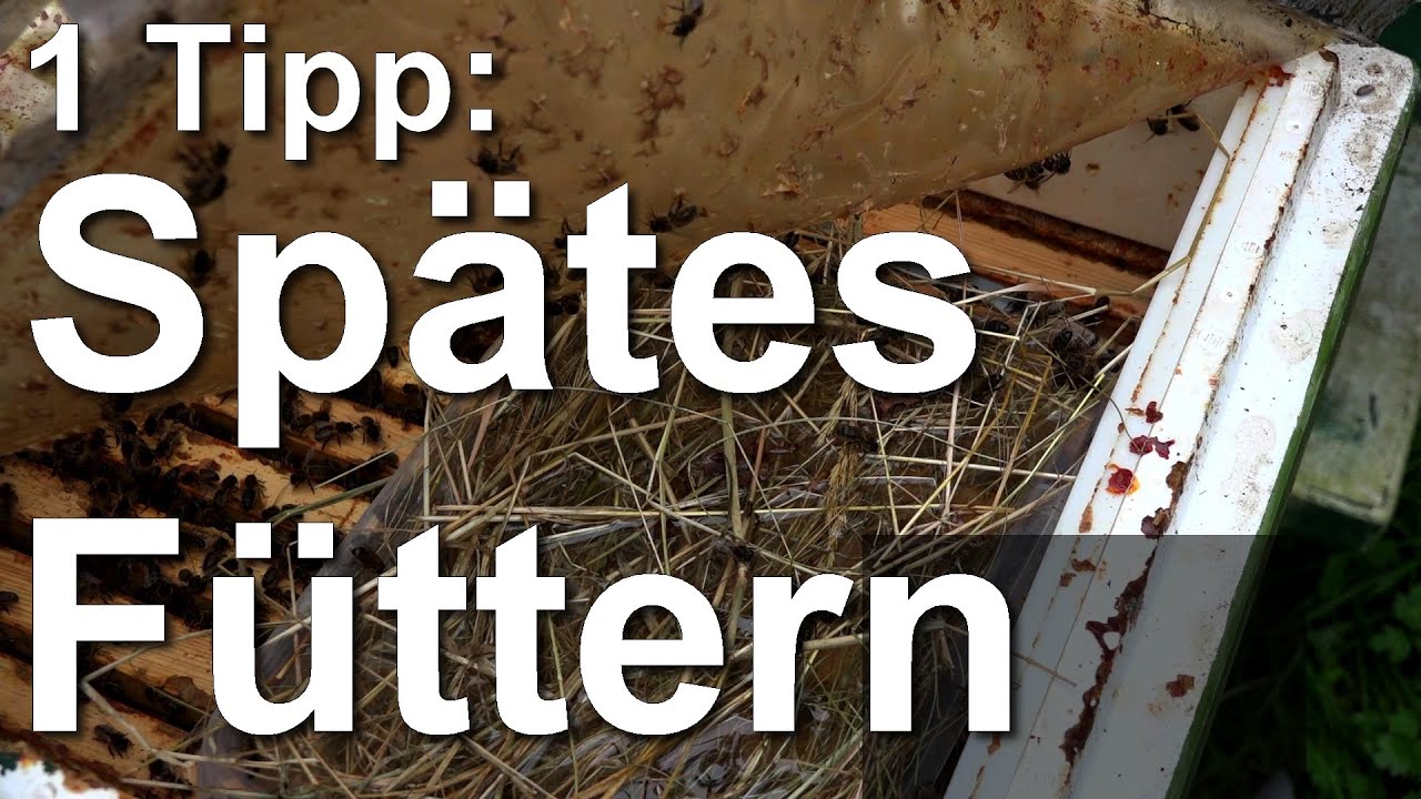 1 wichtiger Tipp für spätes Füttern der Bienen jetzt im Oktober, November