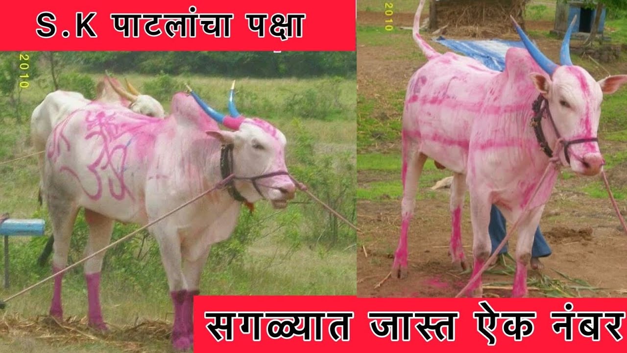 S K पाटील यांचा🌾 पक्षा 🌾 मुलाखत / बैलगाडी शर्यत/ khillar cow