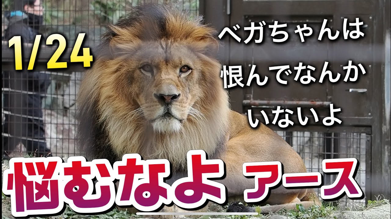 悩むなよアース🦁【ベガちゃんは恨んでなんかいないよ‼️】 #のんほいパーク #シルク #三つ子 #ライオン #アース #旭山動物園 #桐生が岡動物園 #安佐動物園 #lion #怪我 #ベガ