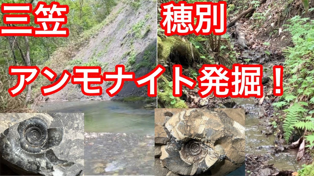 まだまだあるアンモナイト❗️大量にアンモナイトを採掘するなら北海道✨　キッドマン北海道探索ch✨