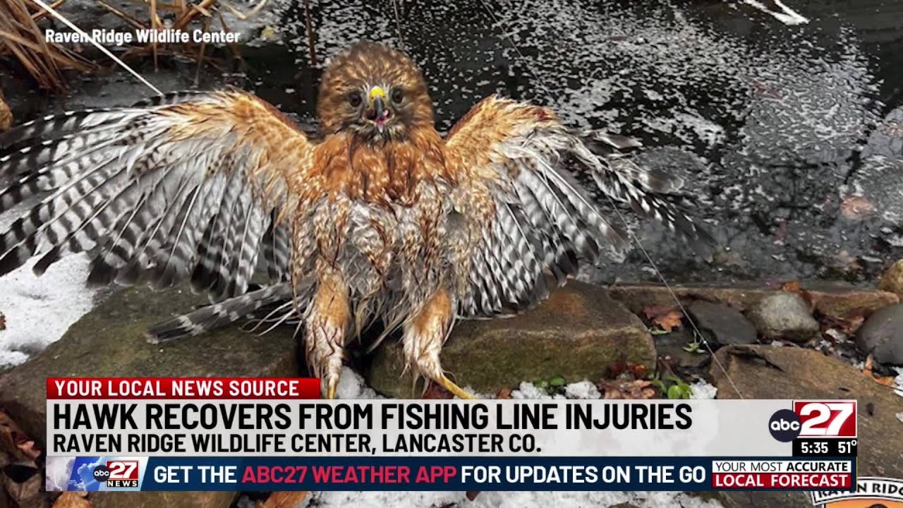 Injured hawk rescued from Lancaster County pond