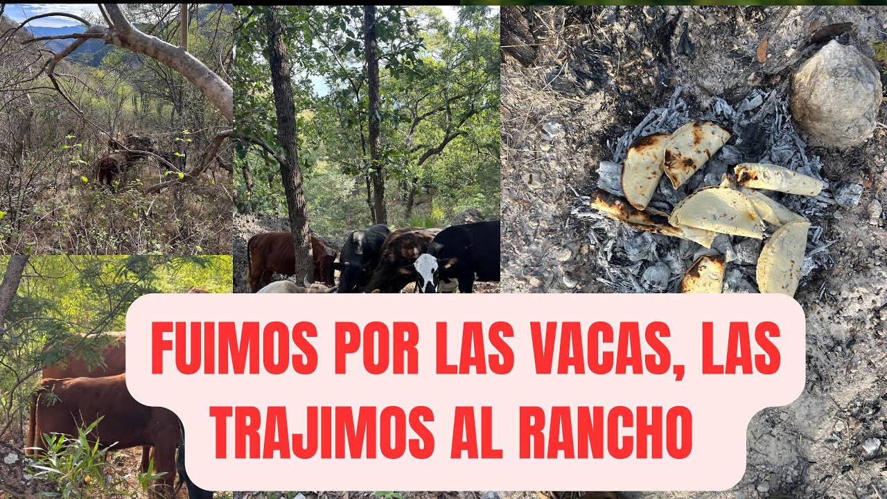 FUIMOS POR LAS VACAS, LAS TRAJIMOS AL RANCHO 