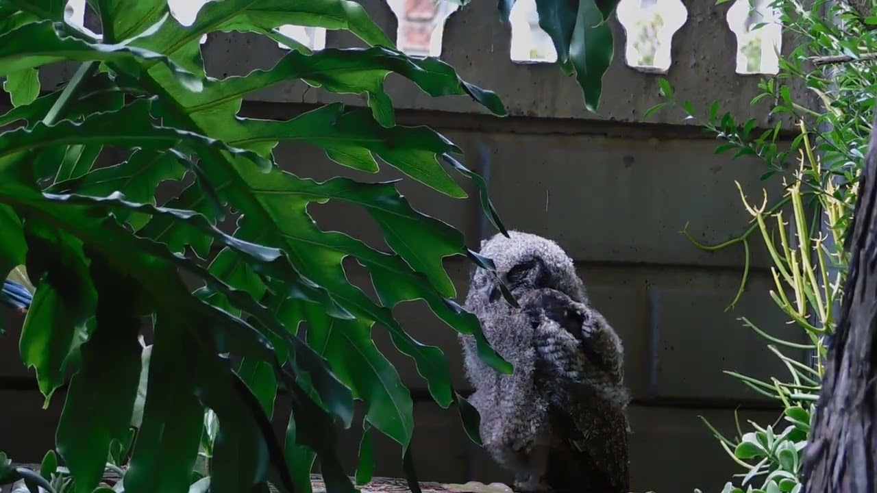 A Fledgling Owl at Rest One Eye Open, Preening and Feeling the Wind
