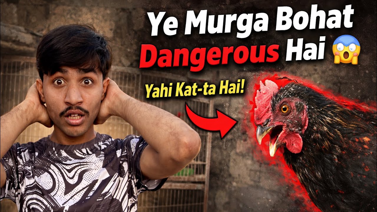 Ye Murga Bohat Dangerous Hai 😱 | Murghion Ka Full Tour | Sforshoaib 