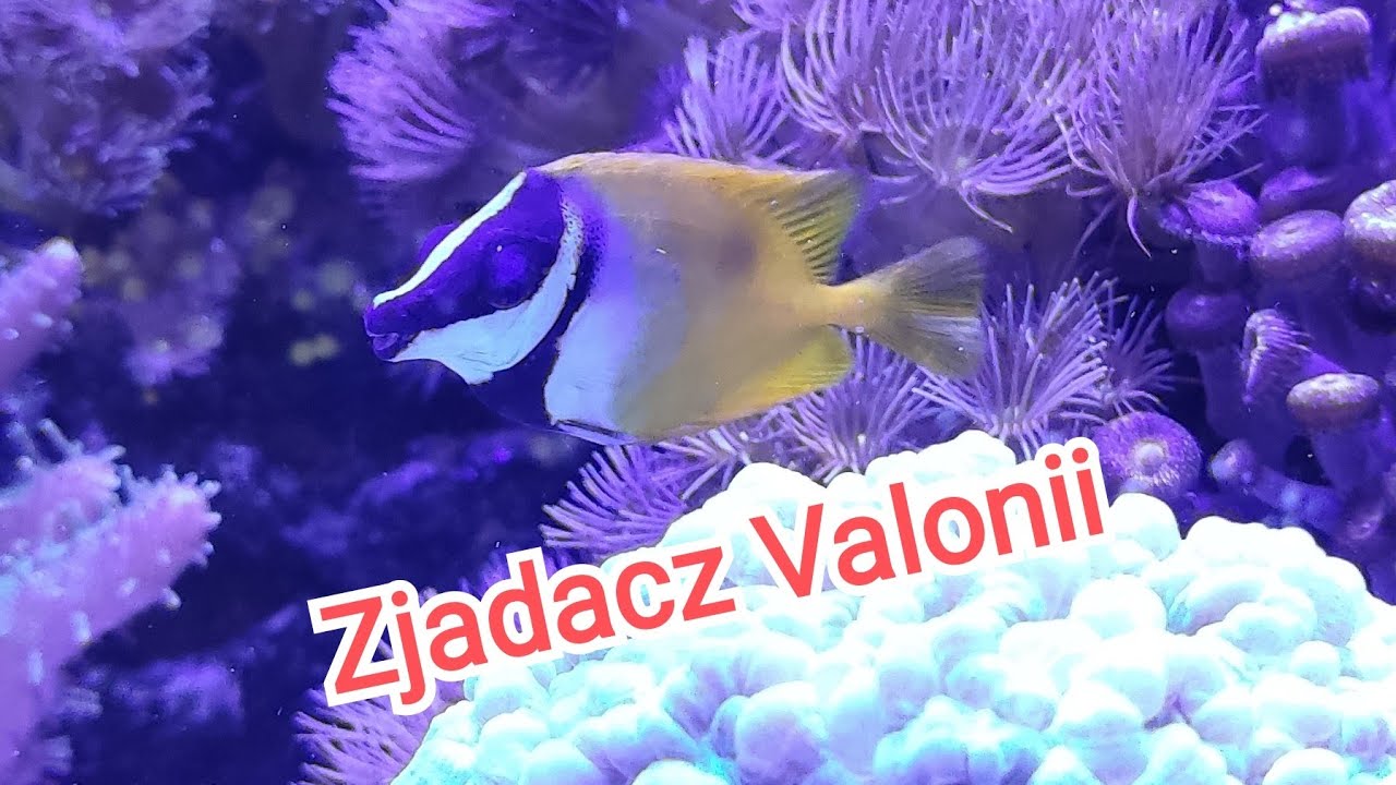 Siganus Vulpinus Borsuk - zjadacz Valonia