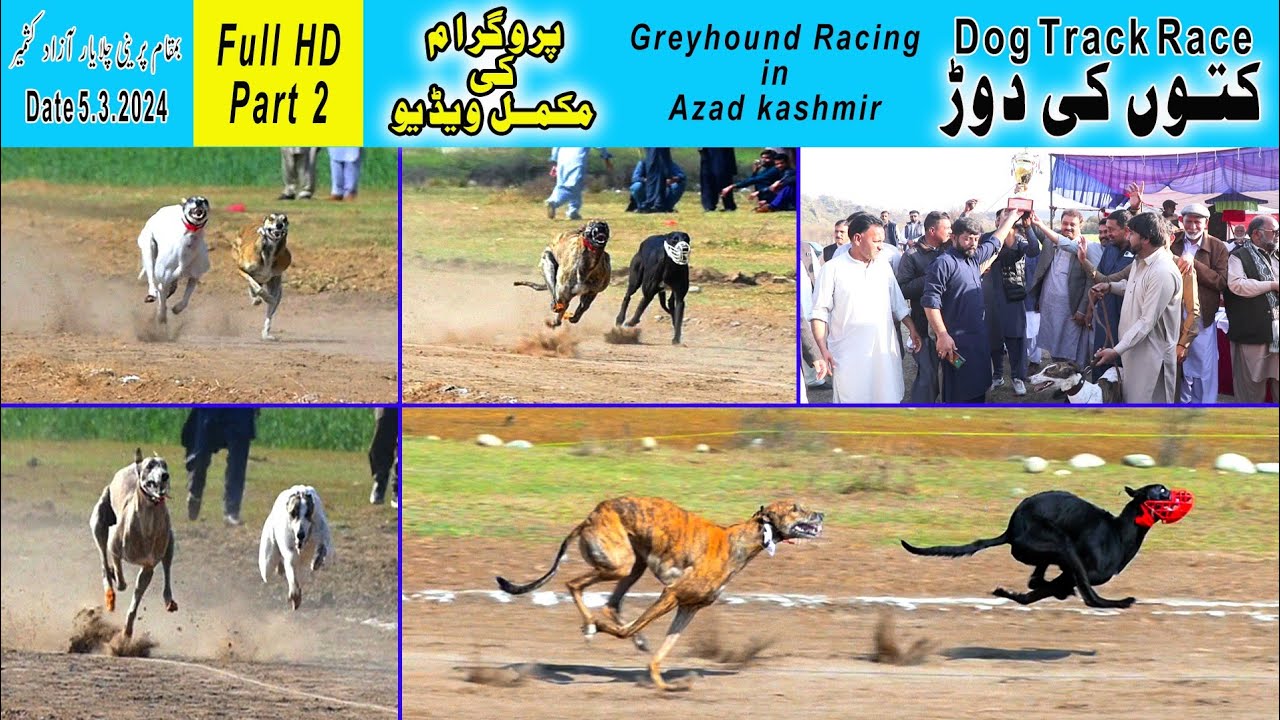 کتوں کی دوڑ  |  Dog Race in Challayar | Greyhound dog racing | dog race pakistan Part 2