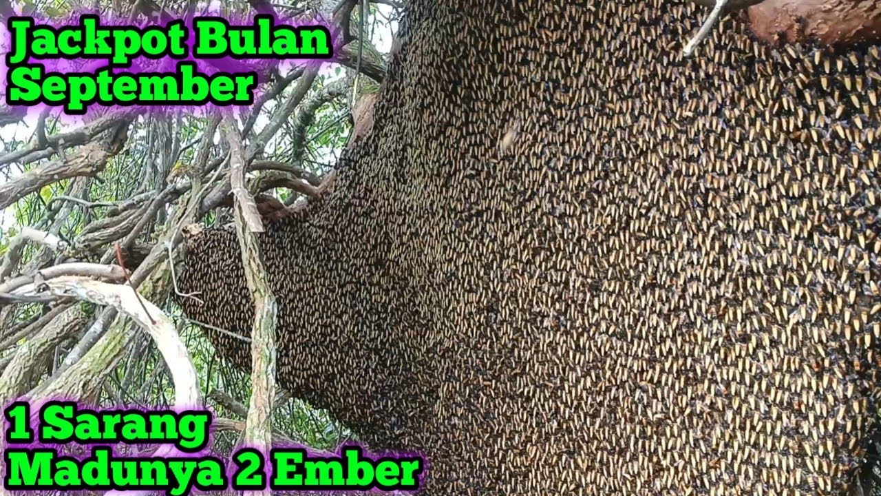 Sarang Mirip Kapal Tanker Madunya 2 Ember Hampir Luber #bee#lebah#hutan#alam#panenmaduhutan#extreme 