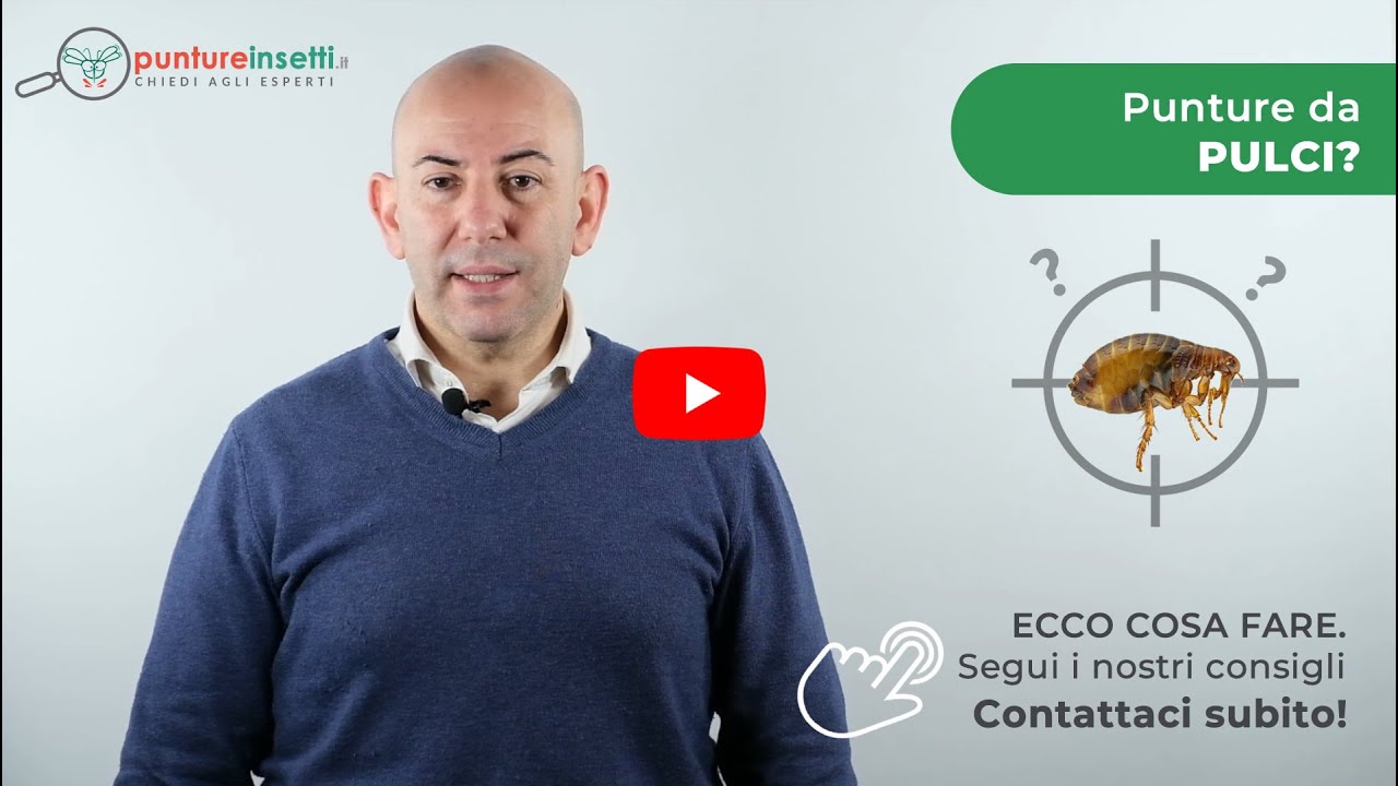 Come riconoscere le punture delle pulci e Come Eliminarle. Scopri la soluzione bio