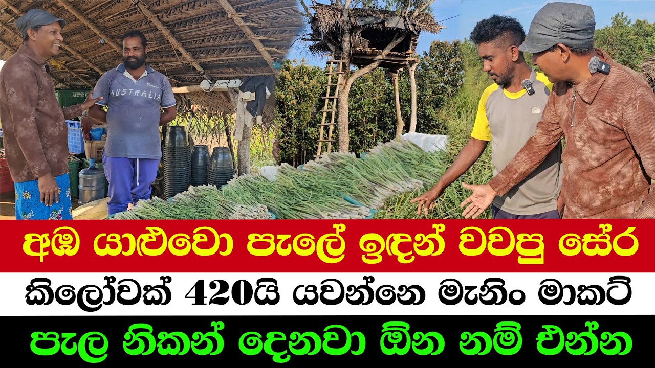 “Maximum Profit, Zero Cost! Amazing Farming”