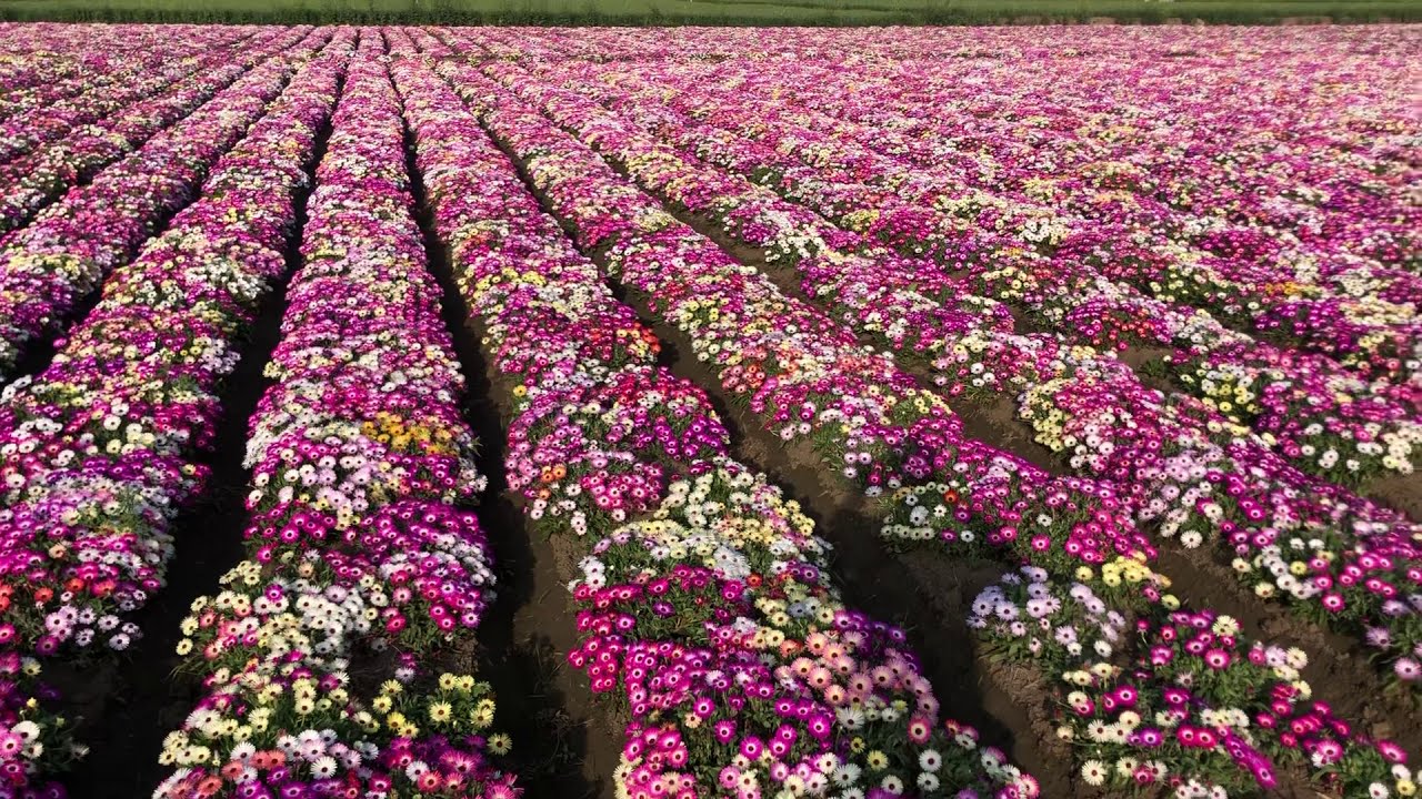 Mesembryanthemum Mixed flower seed production 2021 @ Biocarve Seeds