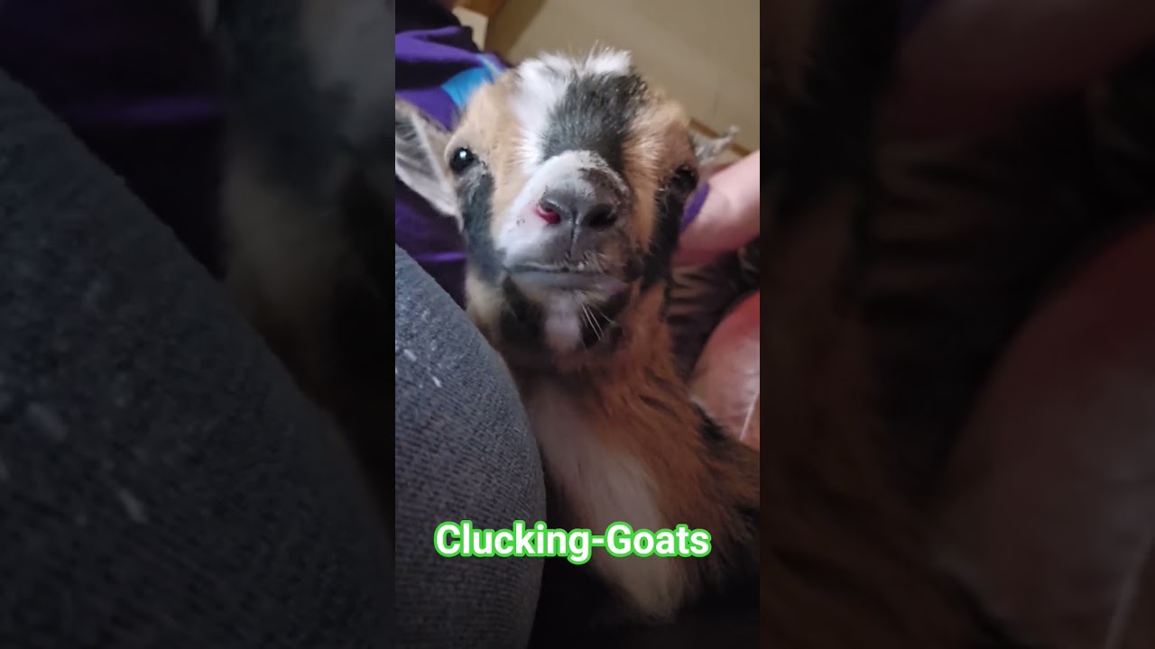 Lets eat lol #farmanimal #goats #subscribers #chewing