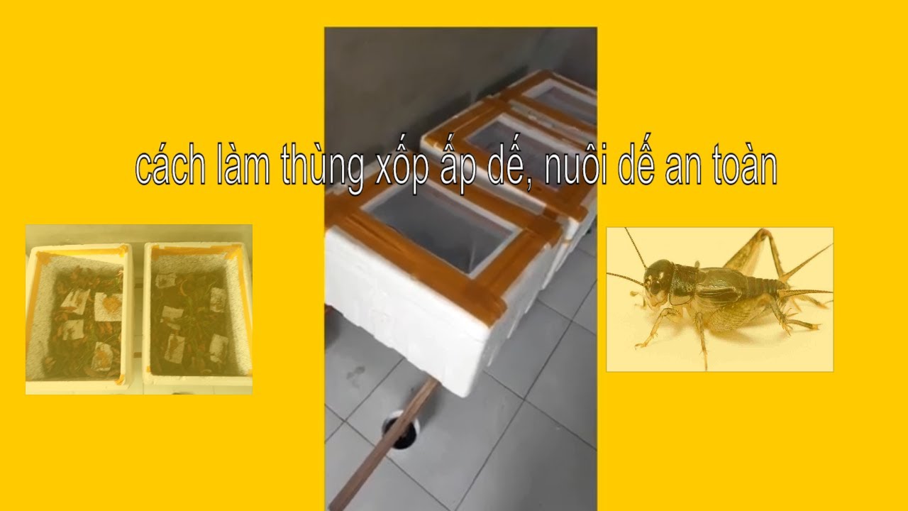 cách lưu ý khi nuôi dế bằng thùng xốp, những điều cần biết khi nuôi dế bằng thùng xốp