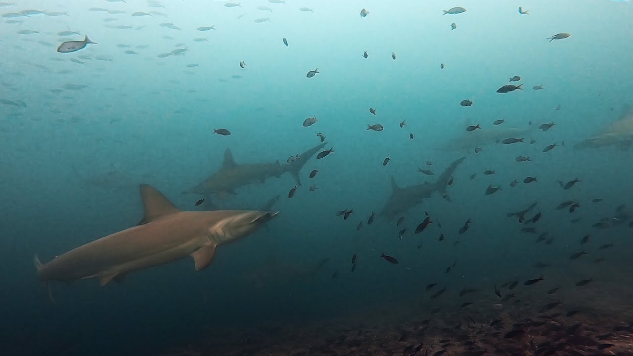 Diving at some of Galapagos' best dive sites