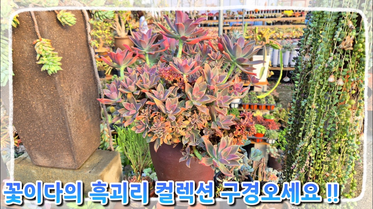 ✨꽃보다이쁜다육 흑괴리 컬렉션! 목대 수형이 예술입니다~ ✨