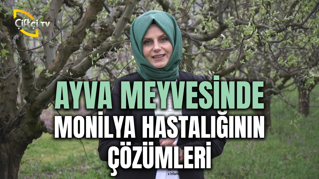 Ayva Meyvesinde Hastalık ve Zararlı Mücadelesi - Toprak Bacı