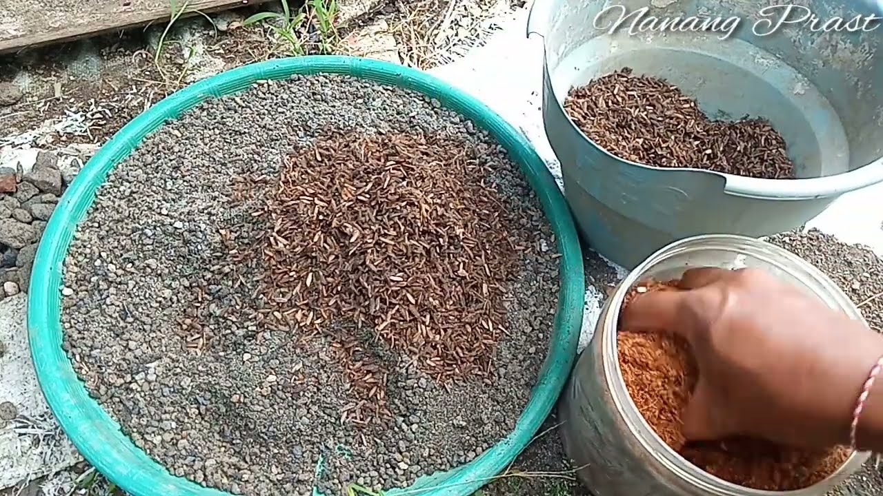 Pengganti pasir Malang untuk menanam bonsai