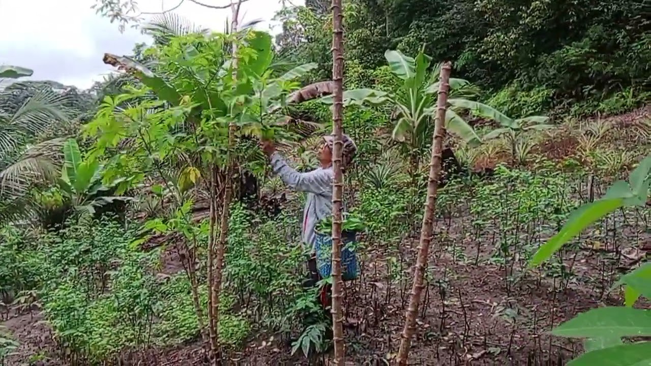 NGEMAS TANAMAN/NGAMBI DAUN UBI, BUAH KELAPA MUDA PULAI ARI KEBUN.