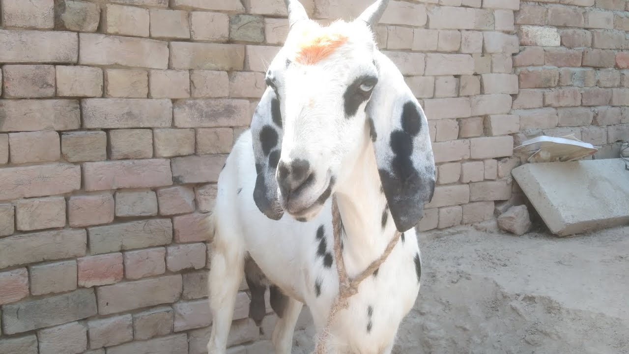 dud 1nambar ha bacree ka