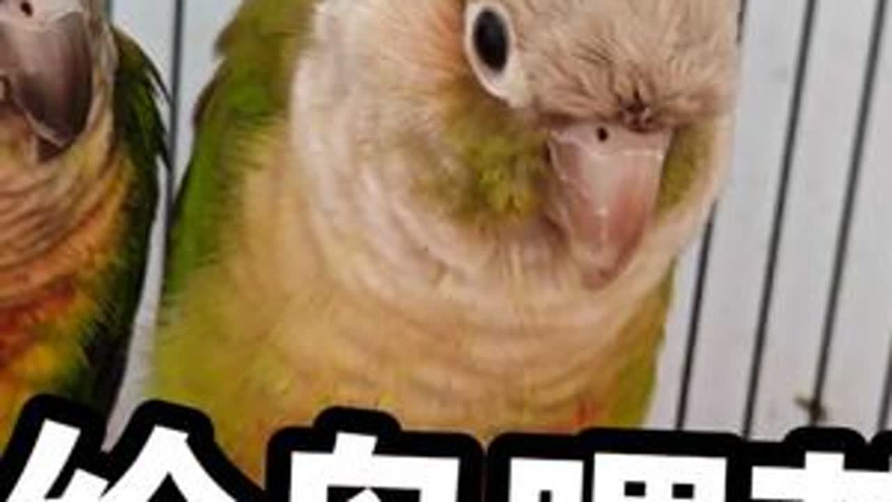#养鸟经验分享 #鹦鹉 养鸟干货，一定收藏！