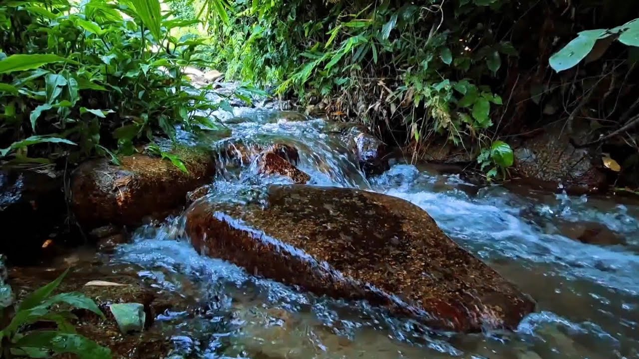 Peaceful Jungle Stream Sounds | Deep Sleep & Relaxation