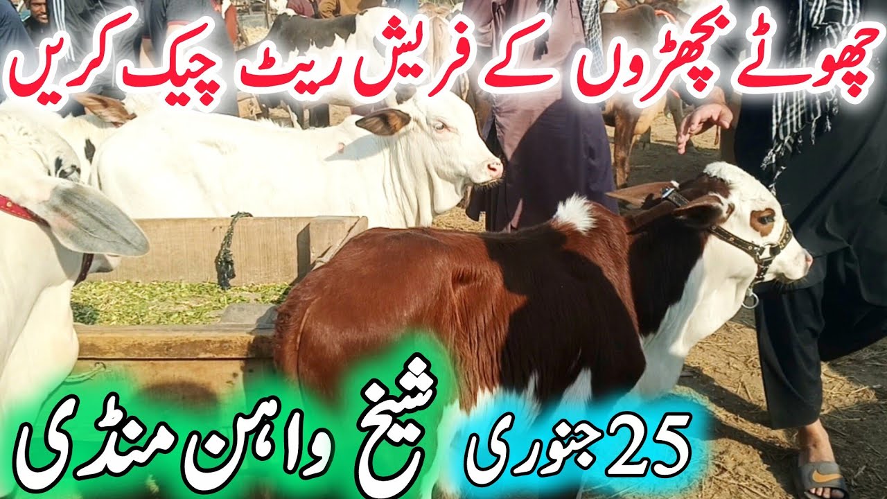 Sheikwahan COW Mandi | Chote Fancy & Ablak Nukra Gulabi Brahman Sulger Bachre | Qurabani 2027& 28